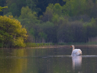 Höckerschwan am Morgen