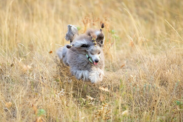 A gray miniature poodle runs through the grass