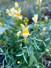 yellow flowers in the garden