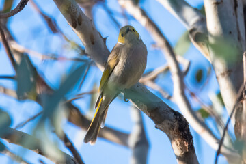 White-plumed Honeyeater in a tree at the river's edge