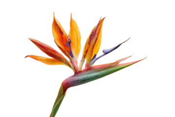 Bird of Paradise flower with vibrant orange petals and blue accents on black strelitzia reginae, Isolated On Transparent Background, Png Cut Out