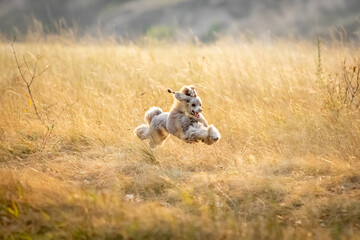 A gray miniature poodle runs through the grass