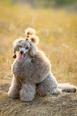 A gray miniature poodle runs through the grass