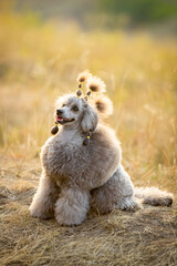 A gray miniature poodle runs through the grass