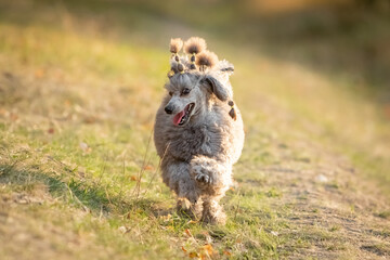 A gray miniature poodle runs through the grass