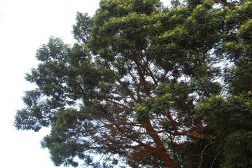 Tall Tree with Dense Green Foliage and Reddish-Brown Trunk Against Clear Sky