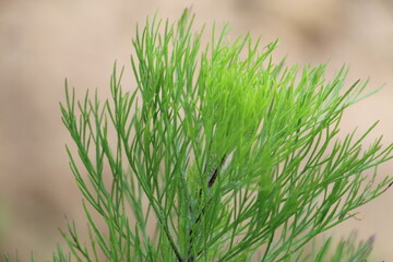Close-Up of Green Needle-Like Leaves on Outdoor Plant with Soft Background