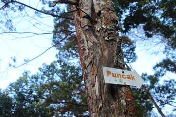 Directional Sign to Puncak (Summit) Attached to Tree Trunk in Forest Setting