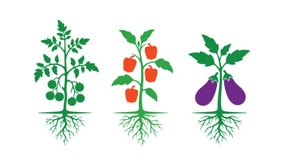 Vector graphic showing the color of a tomato, pepper, and eggplant plant along with its roots.


