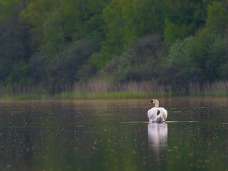Höckerschwan am Morgen