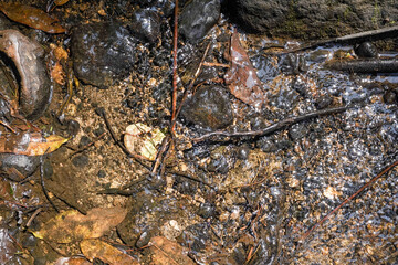 Wet forest soil with rocks and branches
