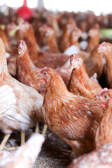 A lot of brown chicken in chicken farm