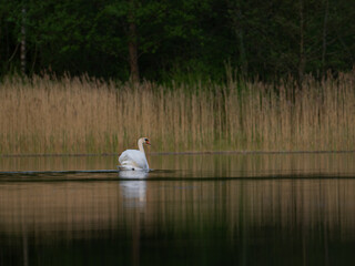Höckerschwan am Morgen