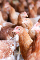 A lot of brown chicken in chicken farm