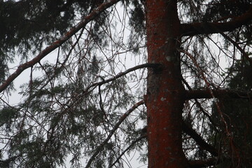 Close-Up of Conifer Tree Trunk with Reddish Bark and Green Needle-Covered Branches