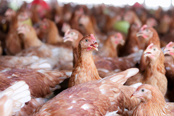 A lot of brown chicken in chicken farm