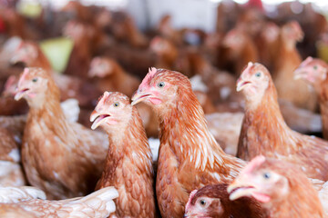 A lot of brown chicken in chicken farm © maybeiii