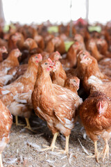 A lot of brown chicken in chicken farm