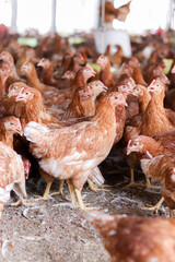 A lot of brown chicken in chicken farm