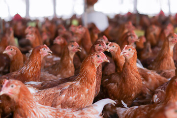 A lot of brown chicken in chicken farm