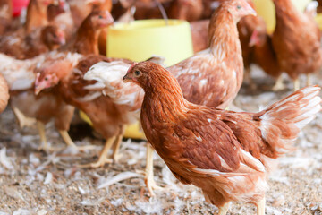 A lot of brown chicken in chicken farm