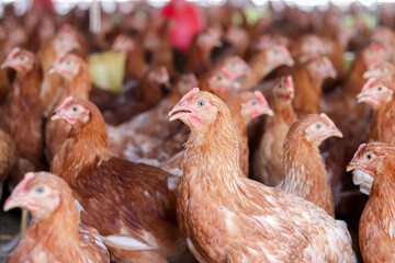 A lot of brown chicken in chicken farm