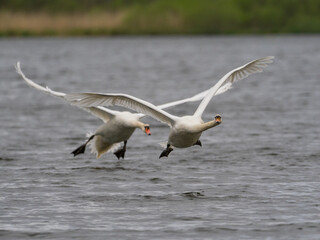 Ein Höckerschwan jagt einen Rivalen