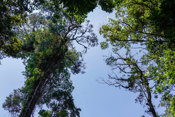 Upward view of forest canopy and branches
