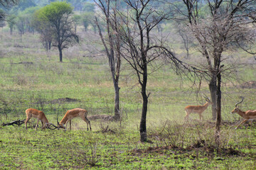Africa, Tanzania, Segengeti, antelopes fighting
