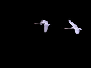 Zwei Höckerschwäne im Flug