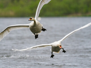 Ein Höckerschwan jagt einen Rivalen