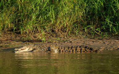 Saltwater Crocodile Basking on Riverbank in Borneo Tropical Rainforest