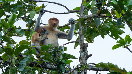Naklejka premium Female Proboscis Monkey with Baby Clinging in Tree Canopy of Borneo Rainforest