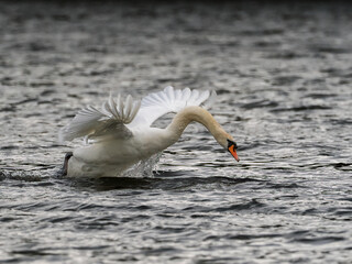 Ein Höckerschwan beim Start