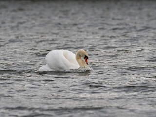 Ein Höckerschwan beim Imponiergehabe