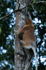 Proboscis Monkey Climbing Vertical Tree Trunk Viewed from Behind in Borneo Rainforest