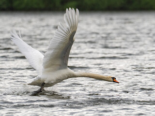 Ein Höckerschwan beim Start