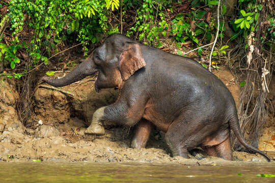 Borneo Pygmy Elephant Mud Bathing by River in Malaysian Rainforest