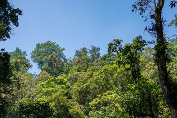Dense rainforest canopy with clear sky
