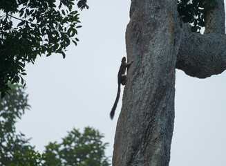 Prevost's Squirrel Climbing Vertical Tree Trunk in Borneo Tropical Forest