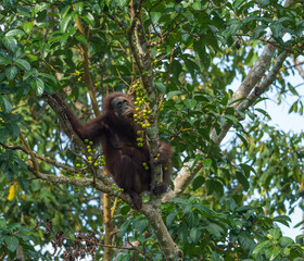 Wild Orangutan Feeding on Fruit in Tree Canopy of Borneo Rainforest