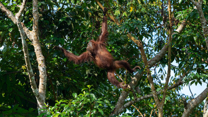Wild Orangutan Swinging Through Rainforest Canopy in Borneo Malaysia