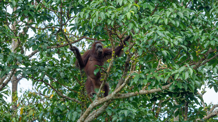 Wild Orangutan Feeding on Fruit in Tree Canopy of Borneo Rainforest
