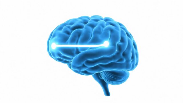 Animated Blue Human Brain Stimulated on White Background