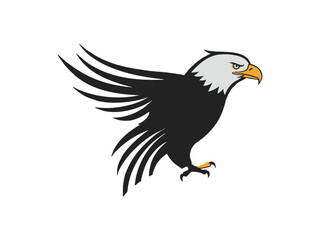 Obraz premium bald eagle 