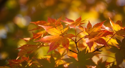 Obraz premium Autumnal maple leaves close up