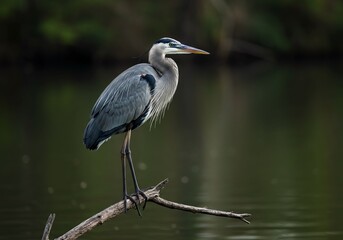Majestic great blue heron perched elegantly on a weathered branch overlooking tranquil water, a symbol of patience and natural beauty in serene wildlife settings.