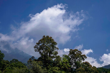 Blue sky with single tree silhouette below
