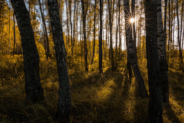 Sun setting through birch tree trunks in forest. Golden light illuminating autumn landscape in grove. Natural scenic view for wallpaper design.
