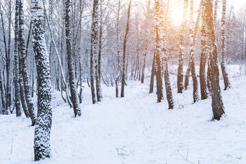 Naklejka premium Birch grove after a snowfall on a winter cloudy day. Birch branches covered with snow.